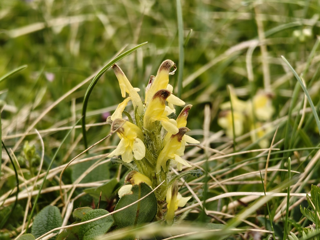Pedicularis oederi; photograph (c) xulescu_g, some rights reserved (CC BY-SA)