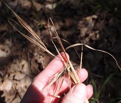 Andropogon gyrans