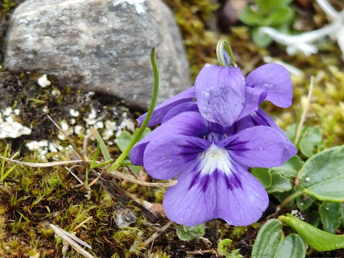Viola alpina