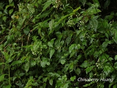 Valeriana flaccidissima