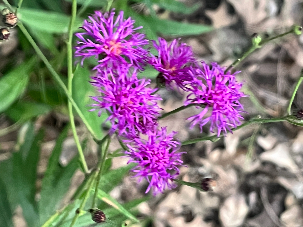 Vernonia texana; photograph (c) LBuffum, some rights reserved (CC BY)