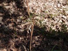 Andropogon gyrans
