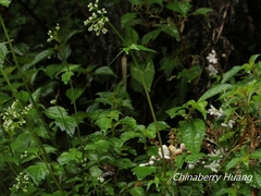 Valeriana flaccidissima