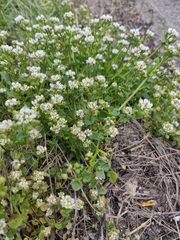 Cochlearia anglica
