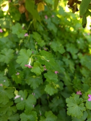 Geranium lucidum