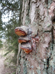 Fomitopsis pinicola
