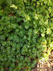 Geranium lucidum