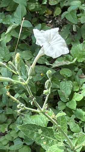 Ruellia metziae, photograph 6