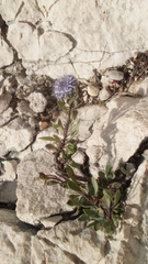 Globularia alypum
