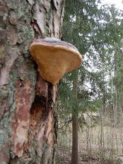 Fomitopsis pinicola