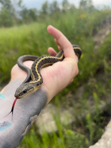 Western Terrestrial Garter Snake