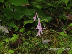 Cremastra appendiculata