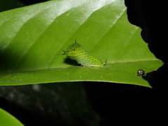 Graphium agamemnon agamemnon