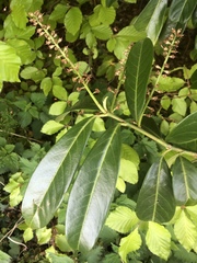 Prunus laurocerasus