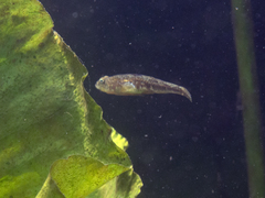 Norin Goby photo 2