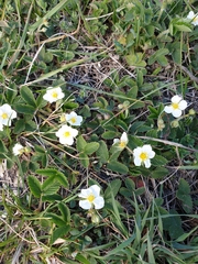 Fragaria viridis