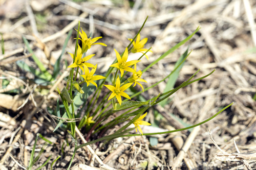 Gagea minima, photograph 4