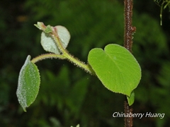 Actinidia setosa