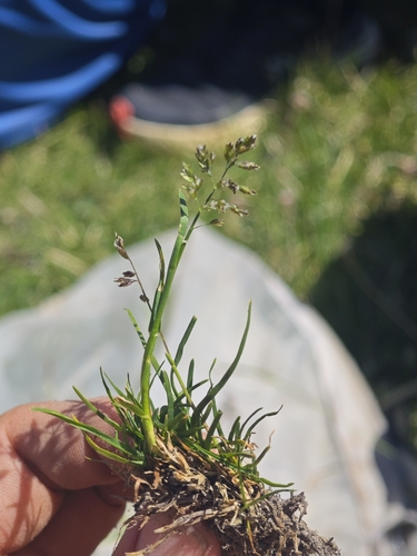 Poa supina, 2026-06-25
