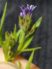 Allophyllum gilioides gilioides