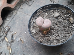 Lithops