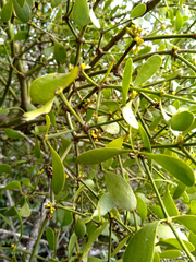 Viscum rotundifolium