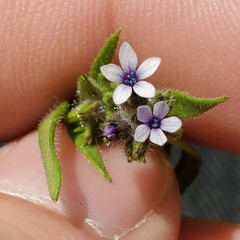 Allophyllum gilioides gilioides