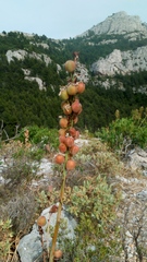 Asphodelus cerasiferus