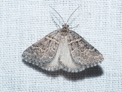 Dichromodes explanata