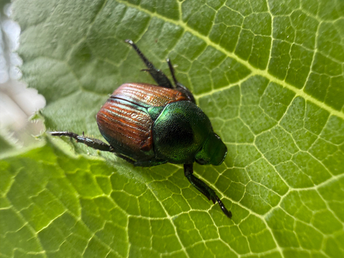 Japanese Beetle