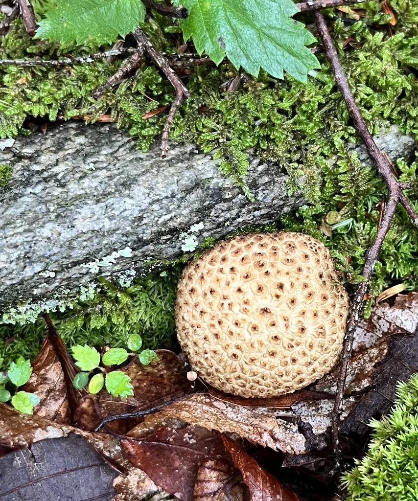 common earthball · July 2026 · photo: Photo: no rights reserved · iNaturalist