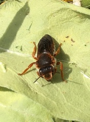Rhodanthidium
