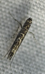 Neurobathra strigifinitella
