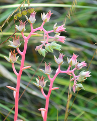 Echeveria heterosepala
