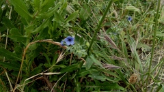 Cynoglossum creticum