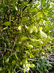 Viscum rotundifolium