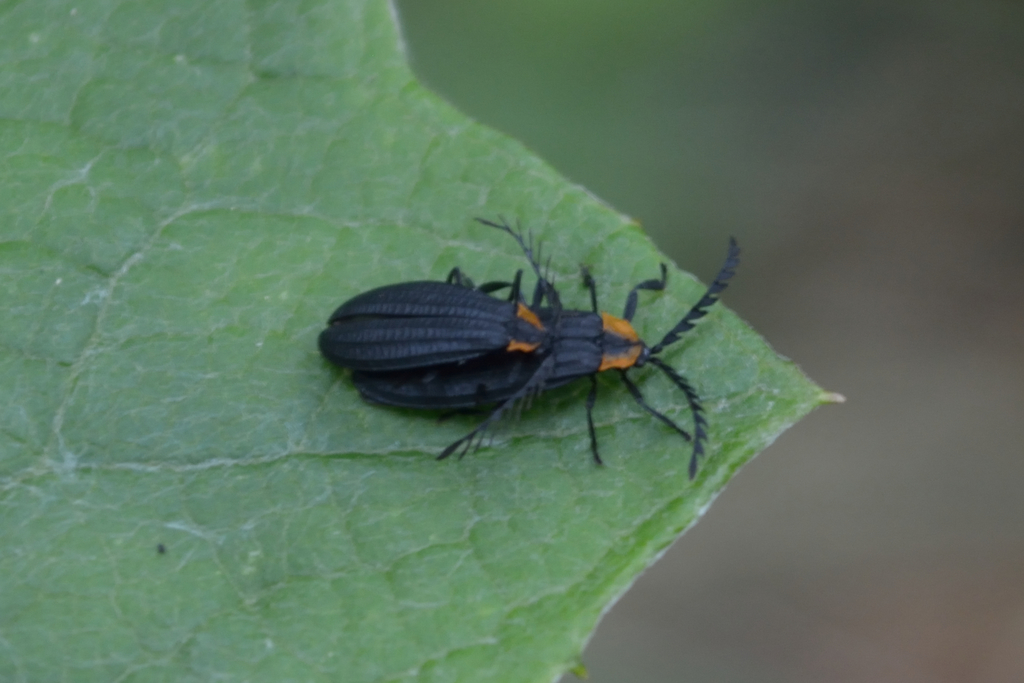 Idiopteron triste