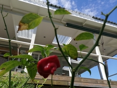 Capsicum baccatum pendulum
