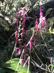 Pleurothallis phalangifera