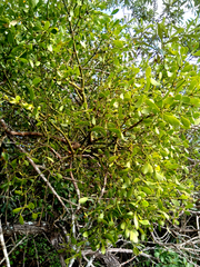 Viscum rotundifolium