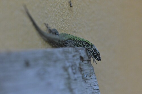 Common Wall Lizard