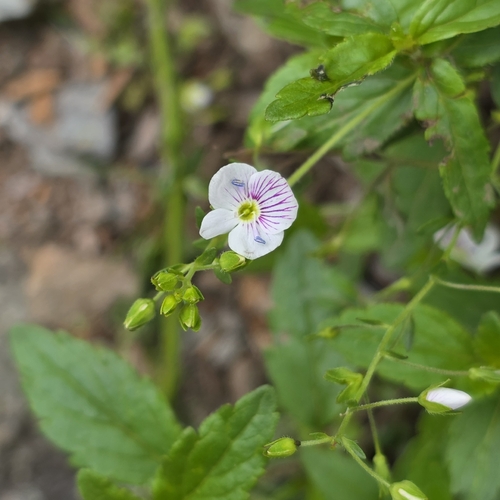 Veronica peduncularis