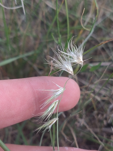 Bouteloua rigidiseta, photograph 5