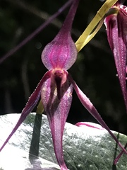 Pleurothallis phalangifera