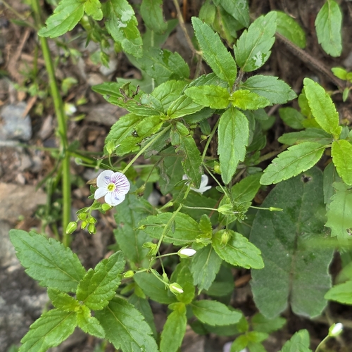 Veronica peduncularis, photograph 1