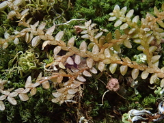 Selaginella helvetica