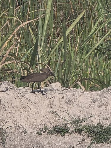 Hamerkop