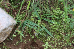 Commelina africana, photograph (c) Tony Rebelo, some rights reserved (CC BY-SA)