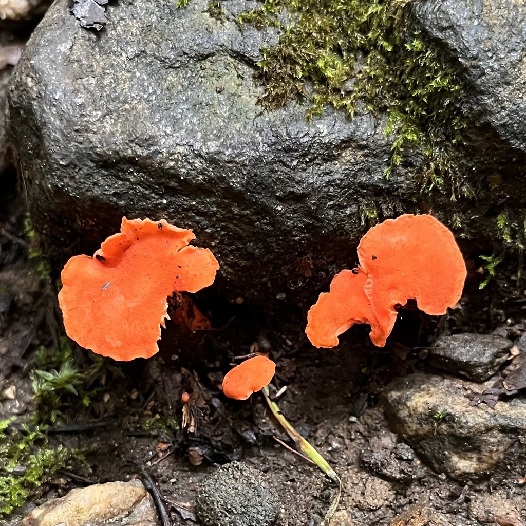 Red Chanterelle · July 2026 · photo: Photo: no rights reserved · iNaturalist
