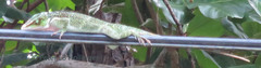 Anolis luteogularis